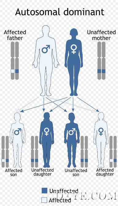 强直性肌营养不良是一种常染色体显性遗传模式。