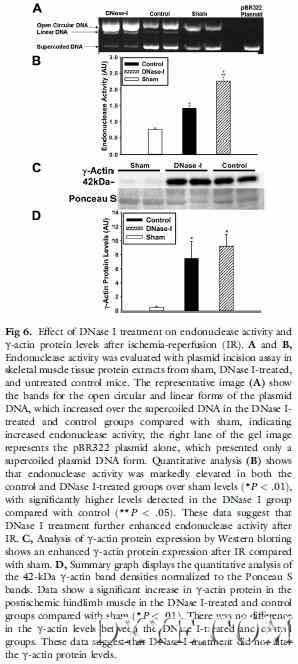 DNA酶I处理及中性粒细胞耗竭对小鼠急性肢体缺血再灌注损伤的影响
