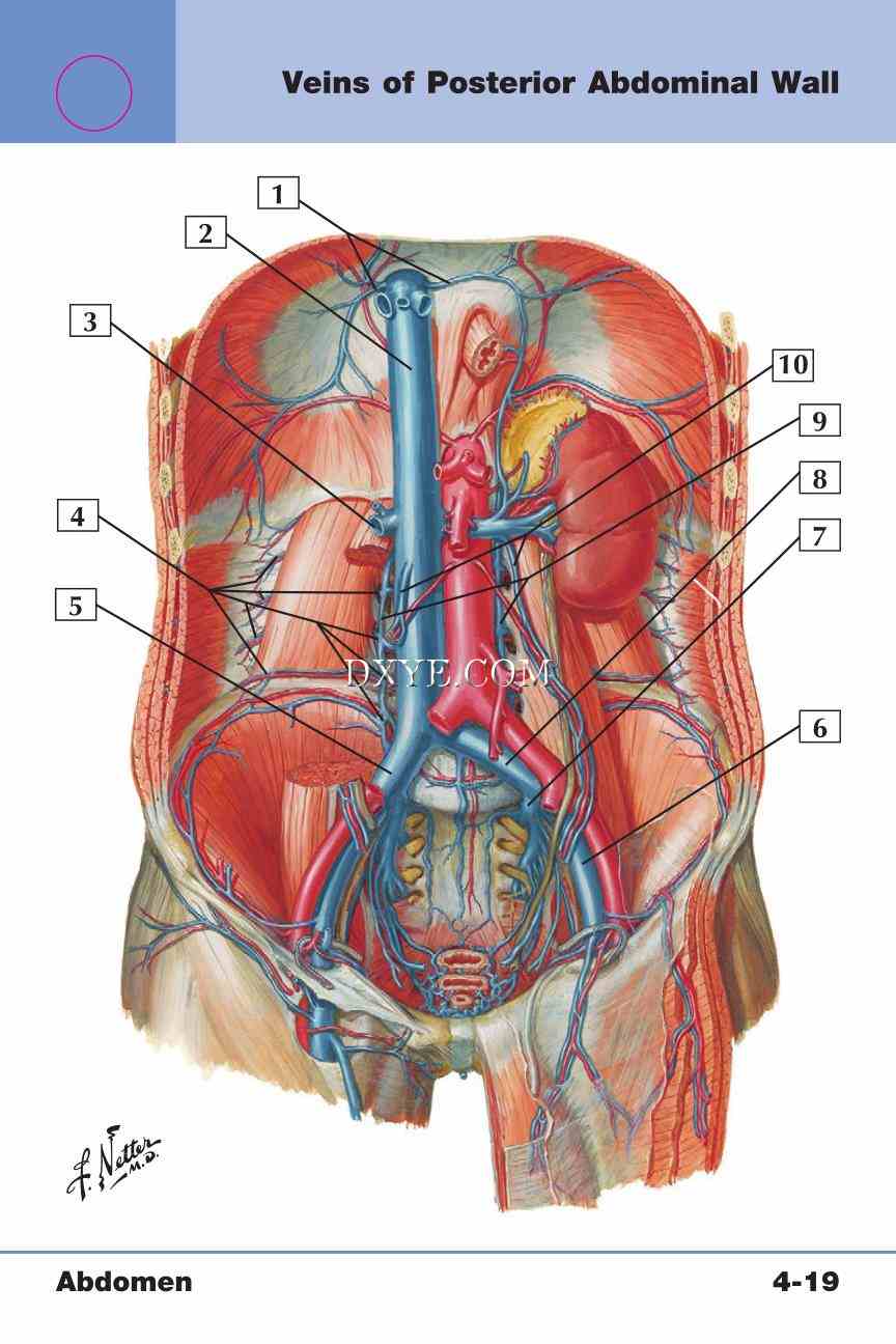 Netter's Anatomy Flash Cards, 4th Edition_313.jpg