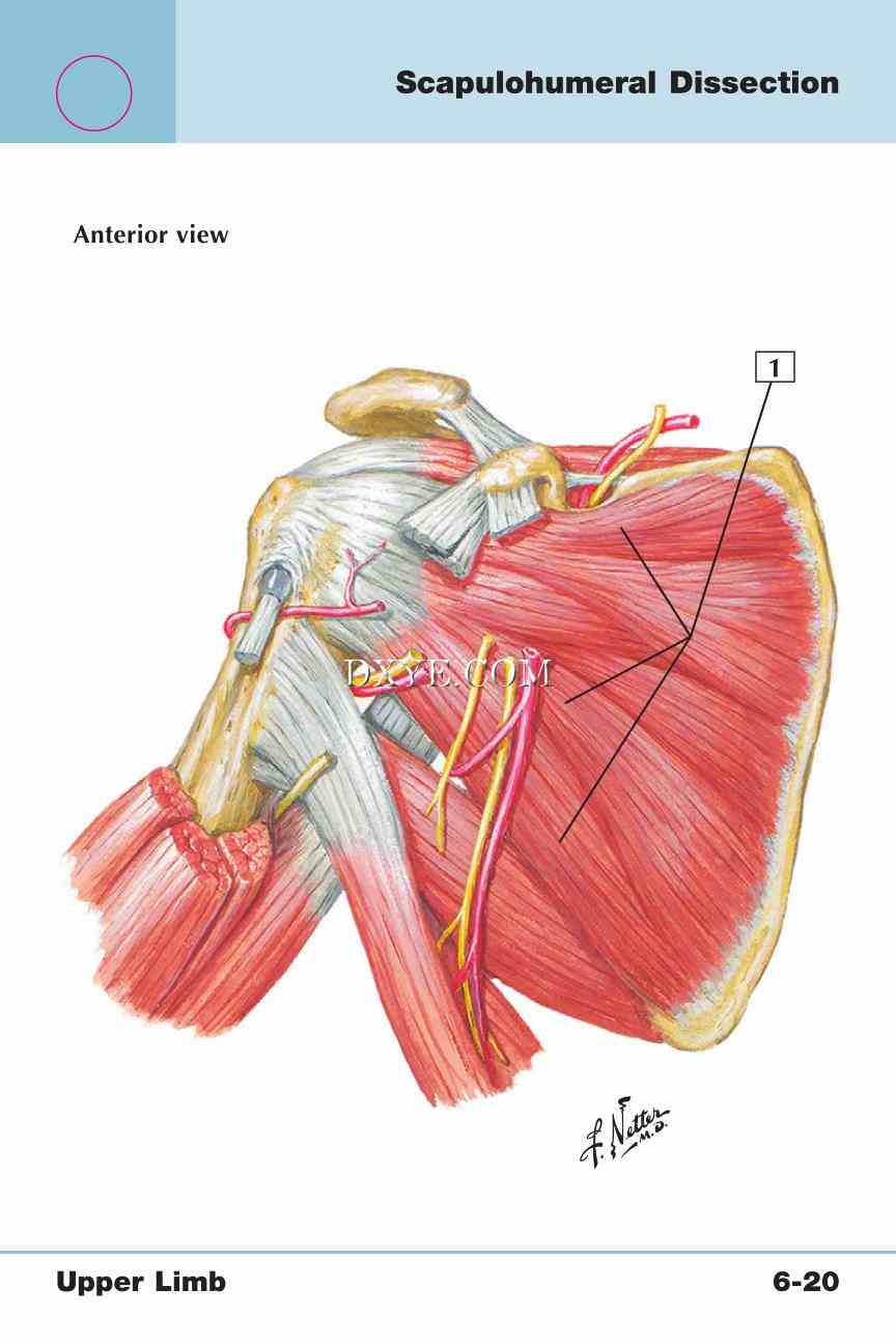Netter's Anatomy Flash Cards, 4th Edition_431.jpg
