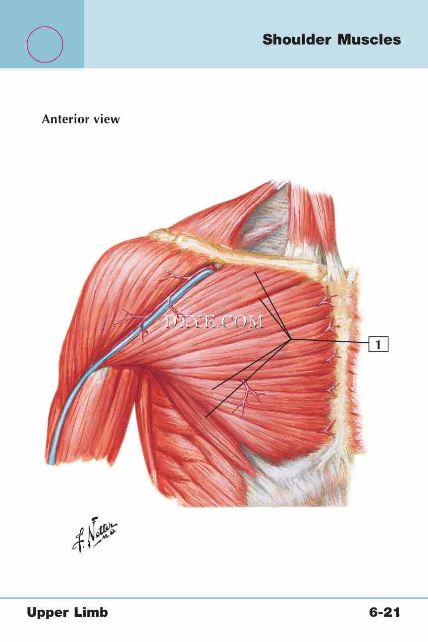 Netter's Anatomy Flash Cards, 4th Edition_433.jpg