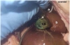 猫经皮胆囊穿刺引流术：超声和荧光透视引导方法的可行性和安全性