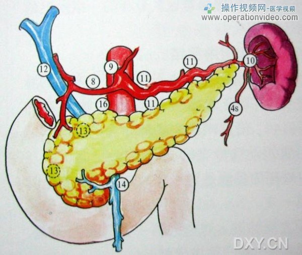 将胃移去看胃周围的淋巴结.jpg