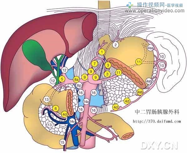 胃周淋巴结.jpg