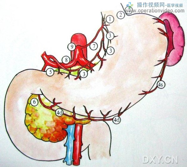 胃周淋巴总观胃周淋巴结均按血管走行分布胃周淋巴结表面观.jpg