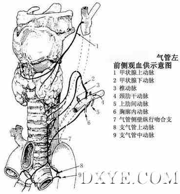 气管解剖