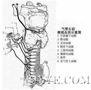 气管解剖