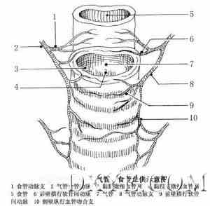 气管解剖