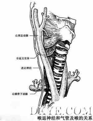 气管解剖