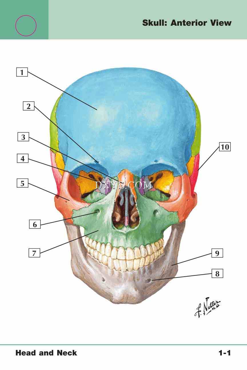 Netter's Anatomy Flash Cards, 4th Edition_9.jpg