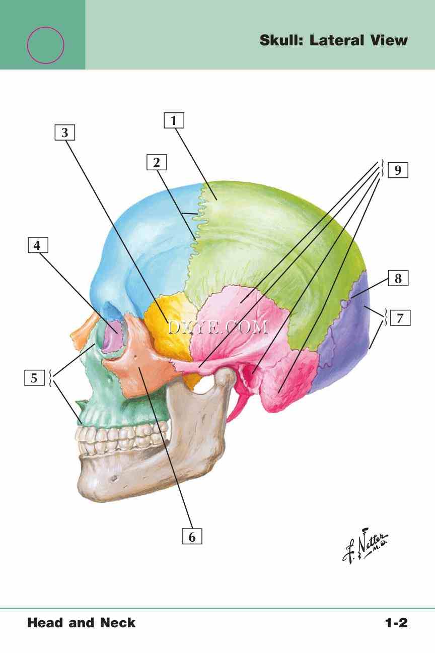 Netter's Anatomy Flash Cards, 4th Edition_11.jpg