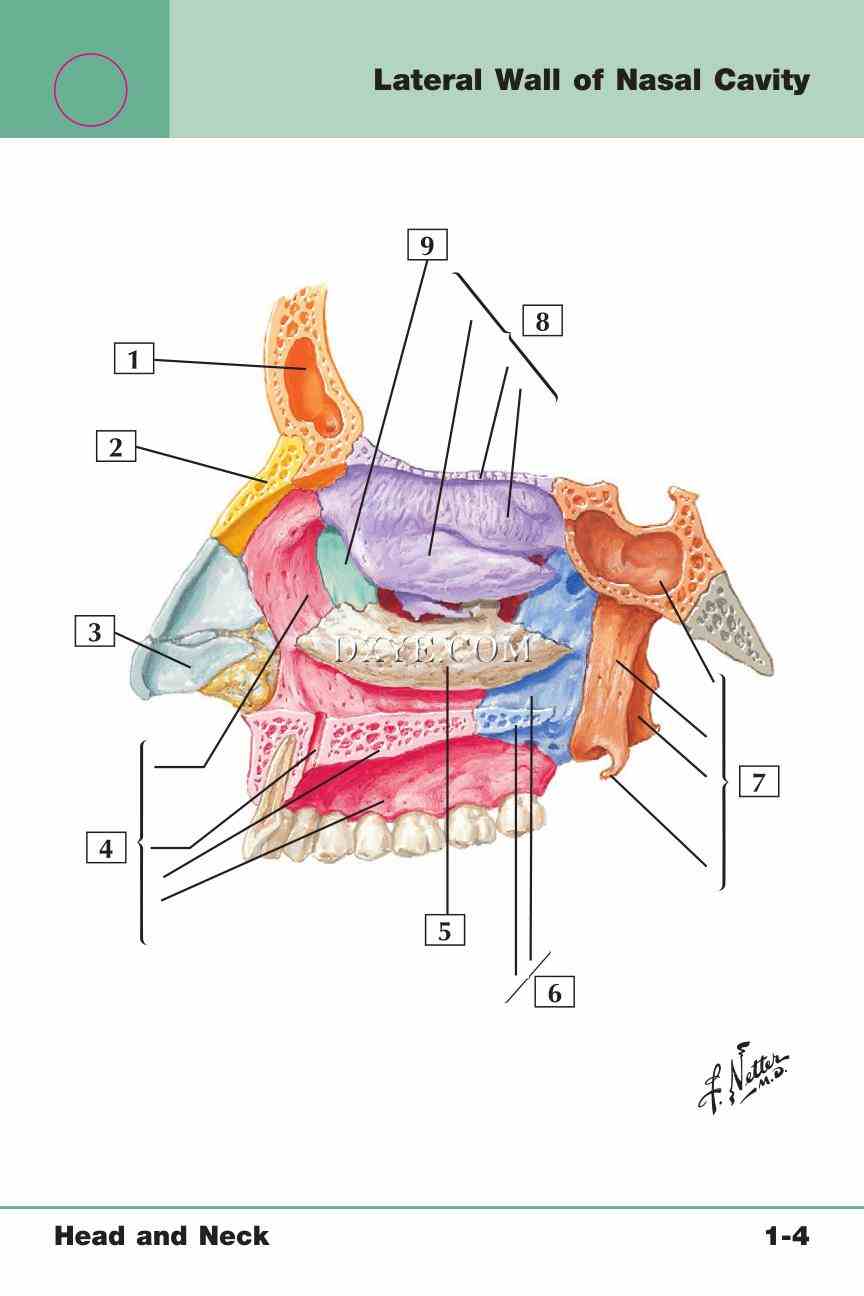 Netter's Anatomy Flash Cards, 4th Edition_15.jpg