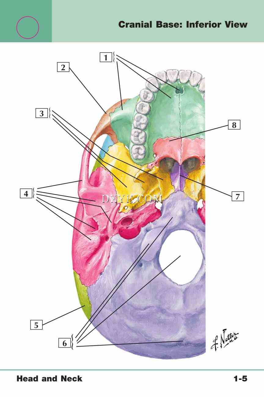 Netter's Anatomy Flash Cards, 4th Edition_17.jpg