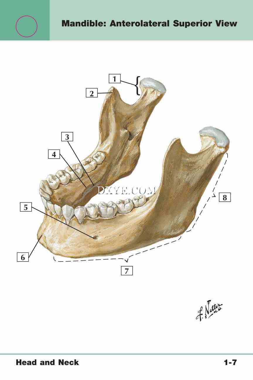 Netter's Anatomy Flash Cards, 4th Edition_21.jpg