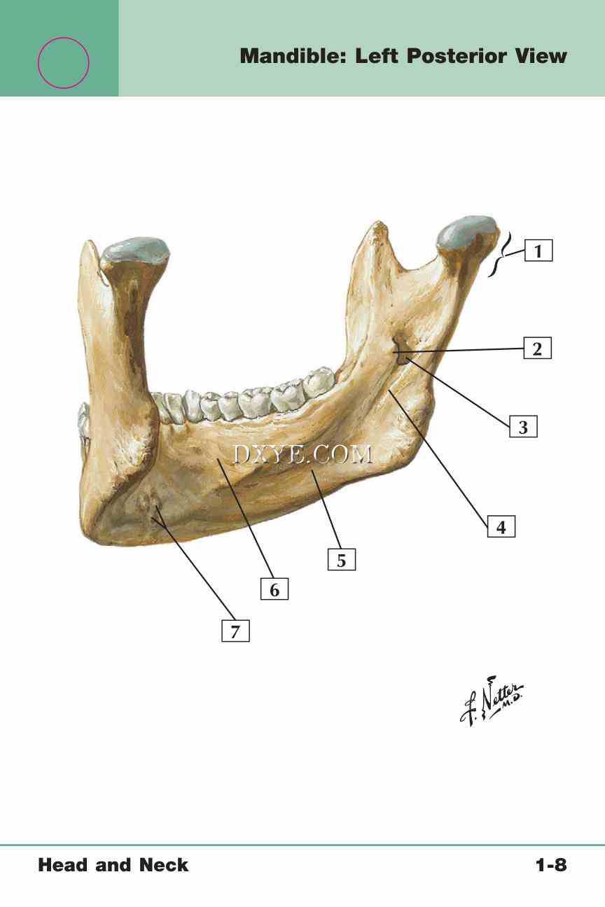 Netter's Anatomy Flash Cards, 4th Edition_23.jpg