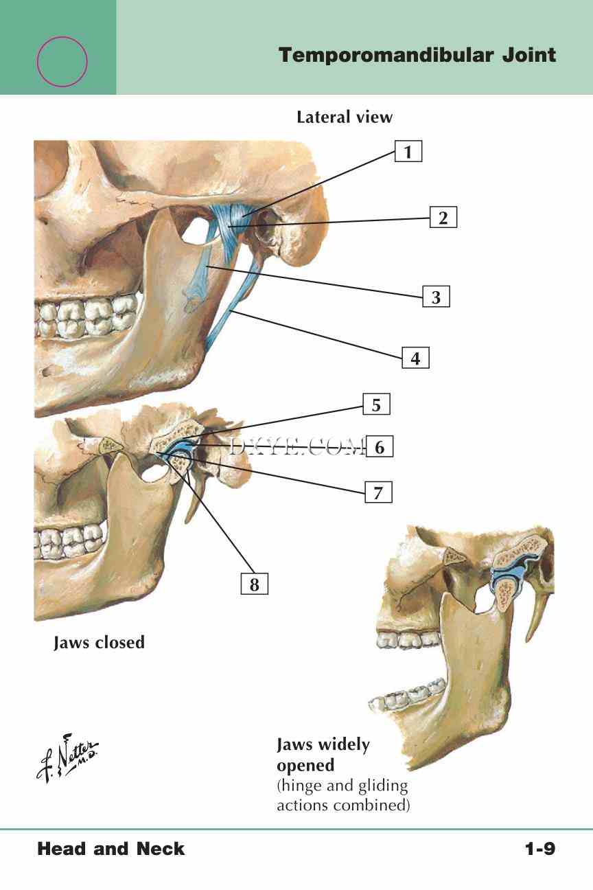 Netter's Anatomy Flash Cards, 4th Edition_25.jpg