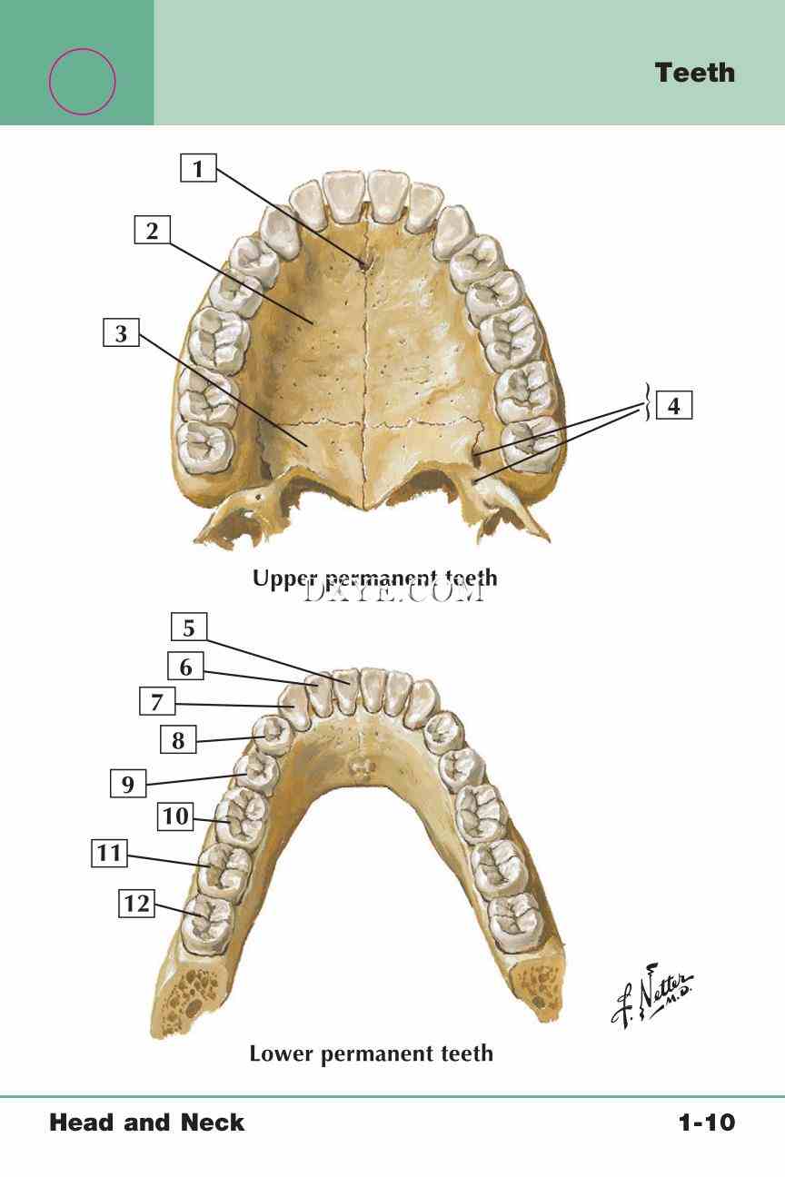 Netter's Anatomy Flash Cards, 4th Edition_27.jpg