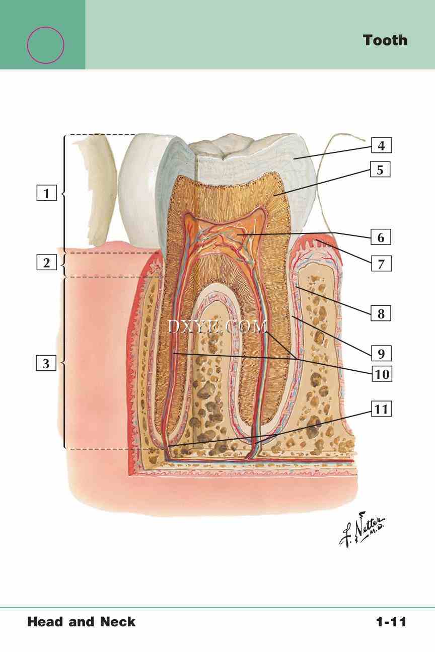 Netter's Anatomy Flash Cards, 4th Edition_29.jpg