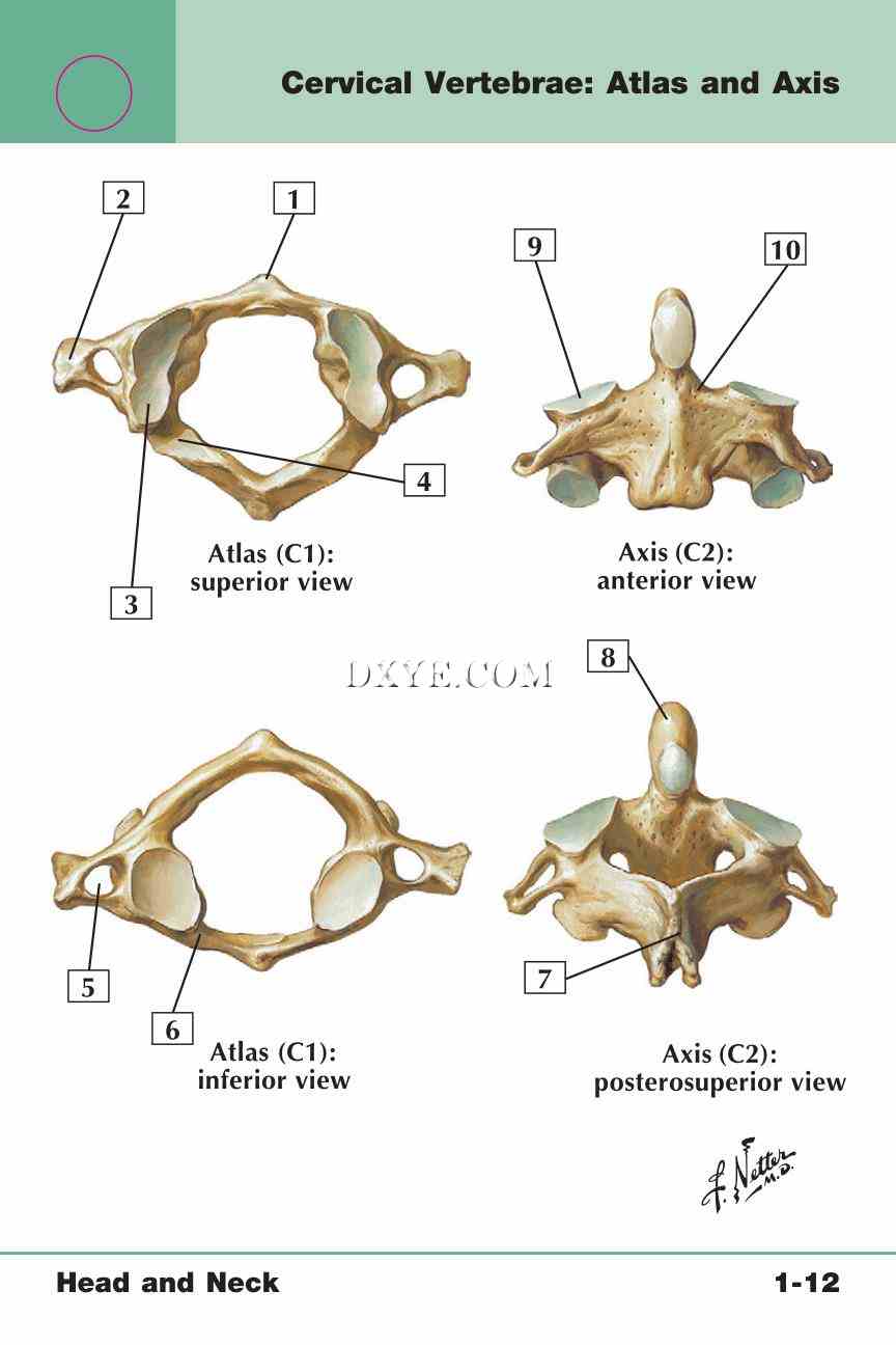 Netter's Anatomy Flash Cards, 4th Edition_31.jpg