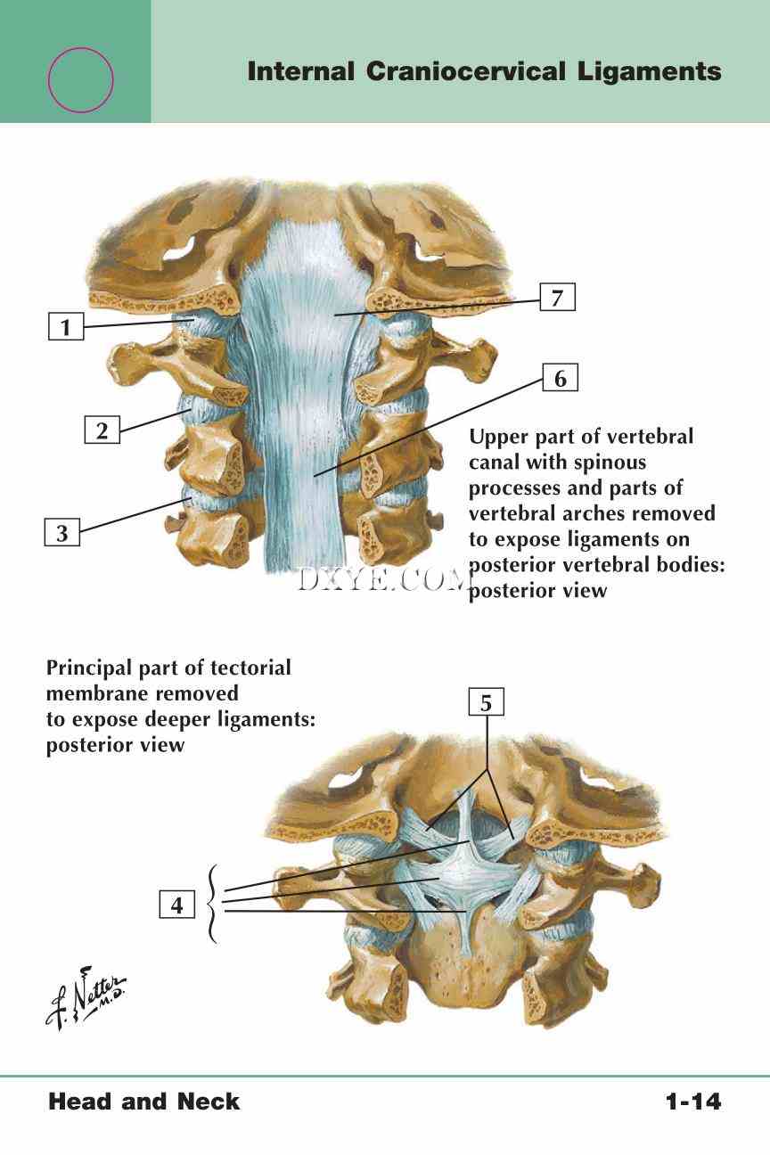 Netter's Anatomy Flash Cards, 4th Edition_35.jpg