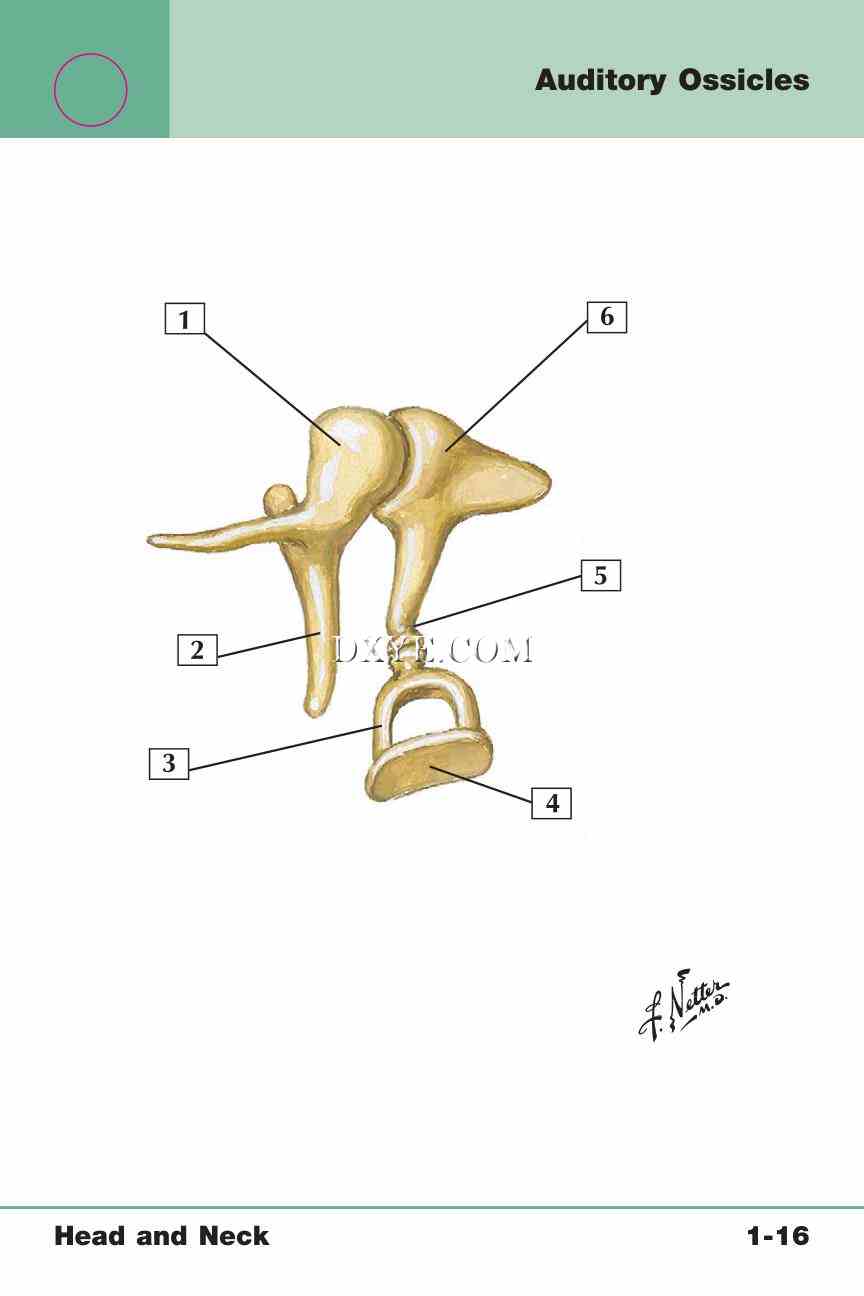 Netter's Anatomy Flash Cards, 4th Edition_39.jpg