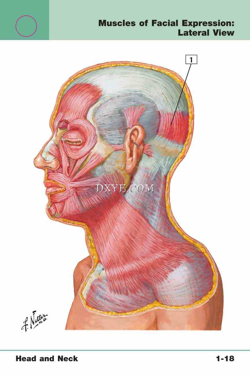 Netter's Anatomy Flash Cards, 4th Edition_43.jpg