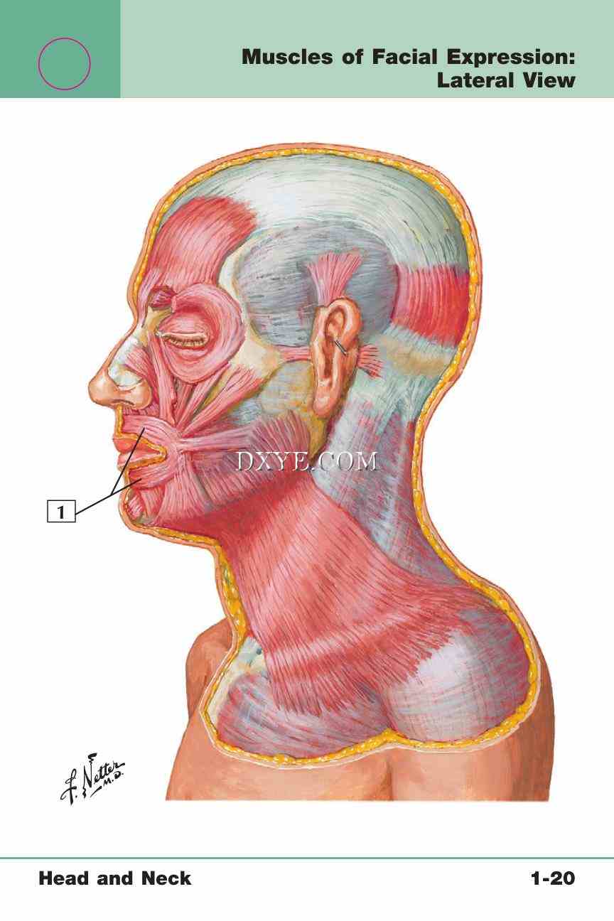 Netter's Anatomy Flash Cards, 4th Edition_47.jpg