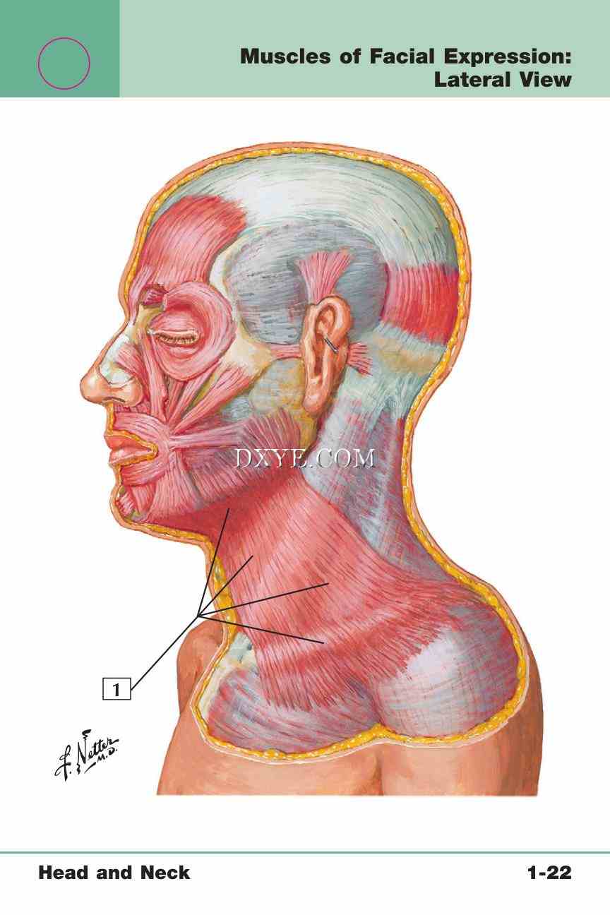 Netter's Anatomy Flash Cards, 4th Edition_51.jpg