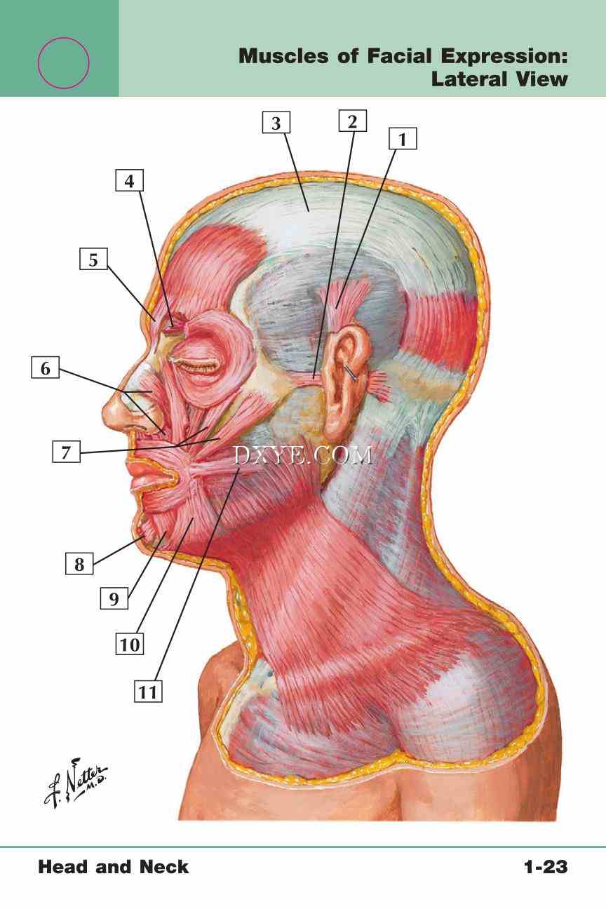 Netter's Anatomy Flash Cards, 4th Edition_53.jpg