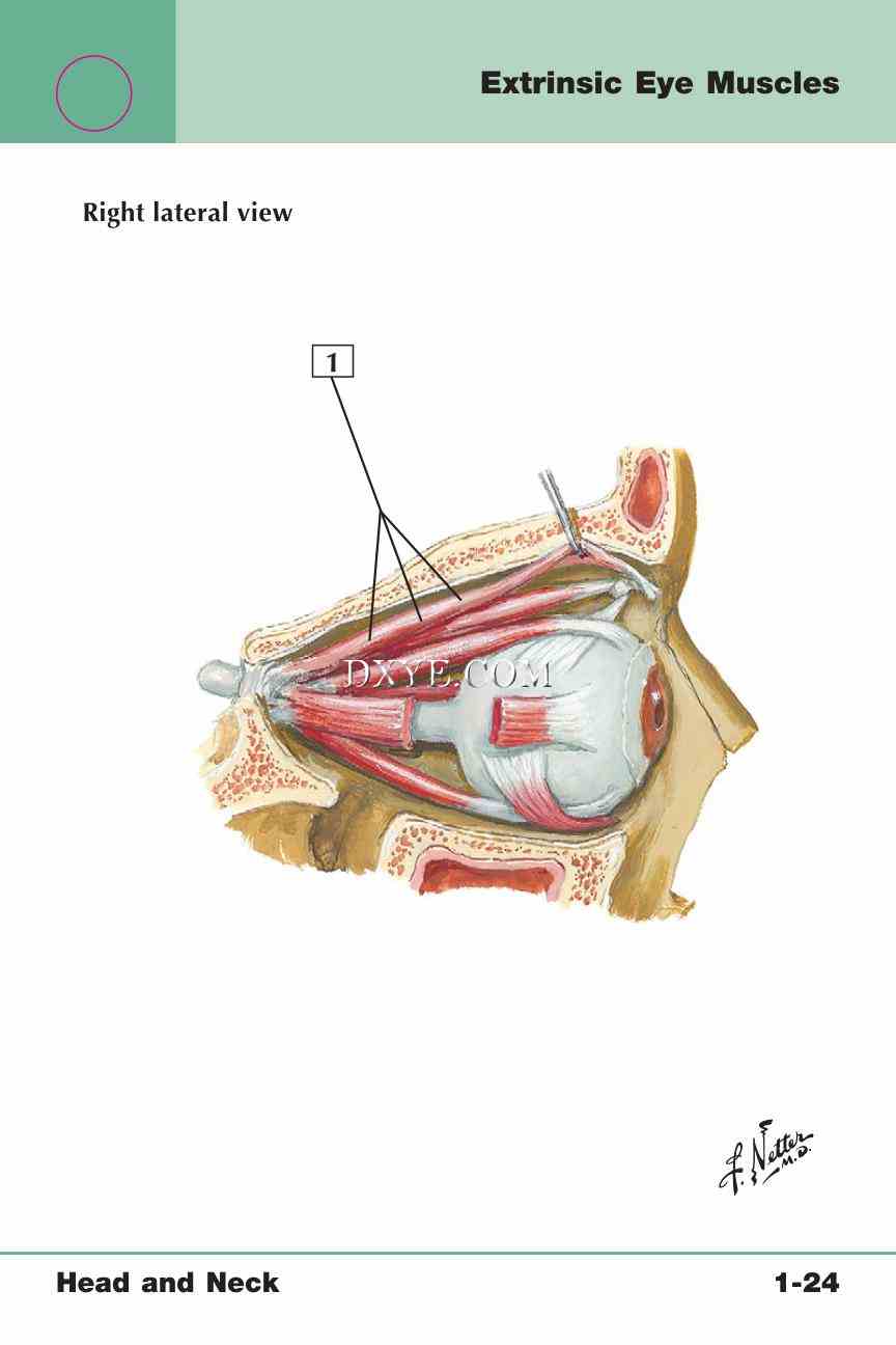 Netter's Anatomy Flash Cards, 4th Edition_55.jpg