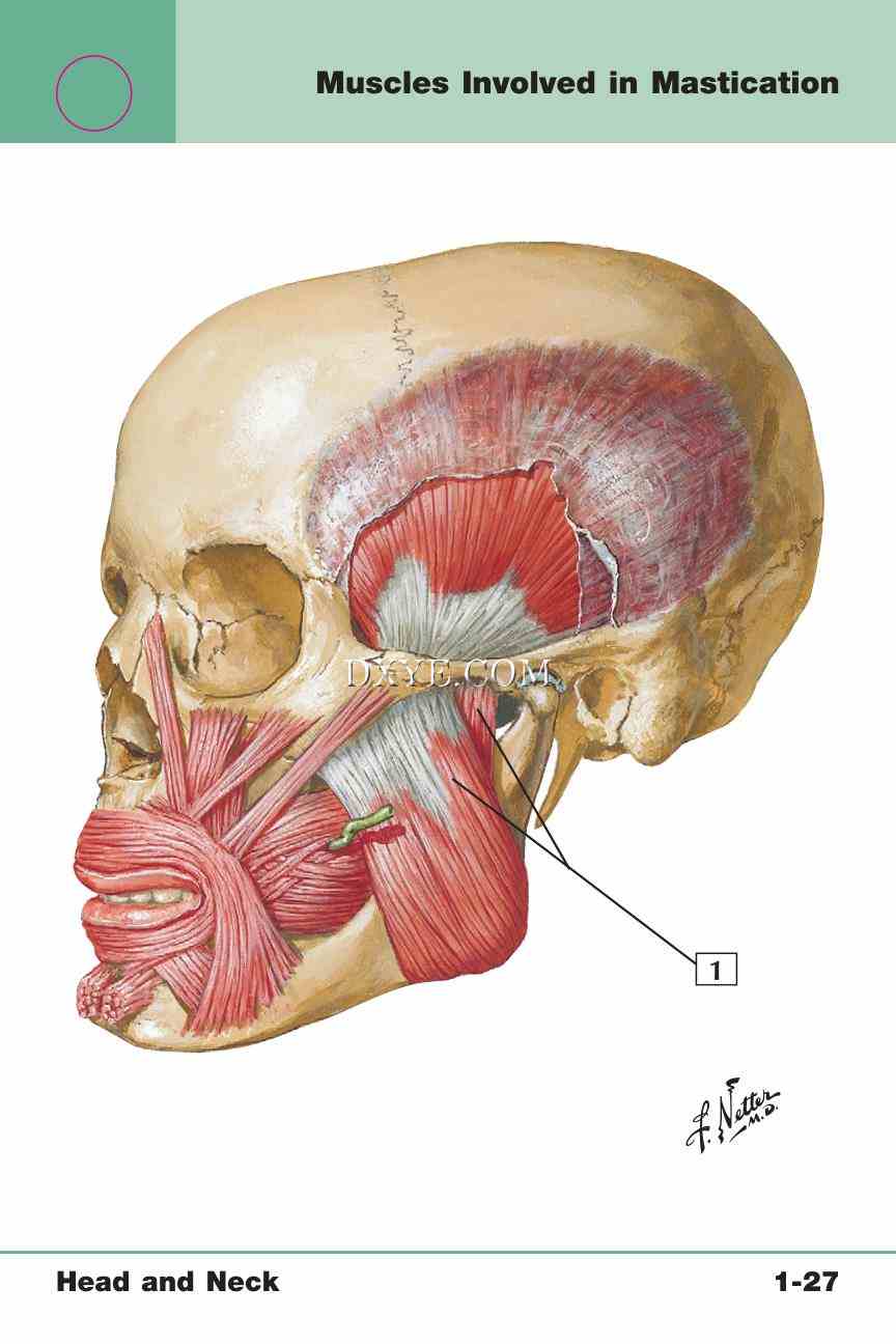 Netter's Anatomy Flash Cards, 4th Edition_61.jpg