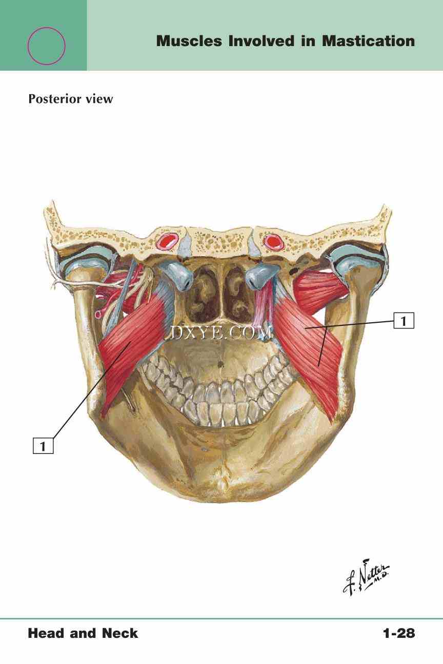 Netter's Anatomy Flash Cards, 4th Edition_63.jpg