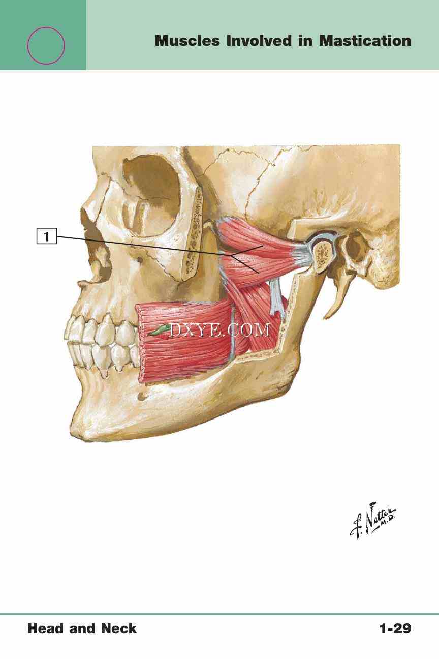 Netter's Anatomy Flash Cards, 4th Edition_65.jpg