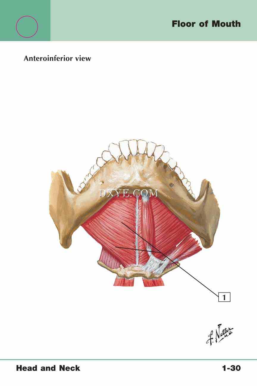 Netter's Anatomy Flash Cards, 4th Edition_67.jpg