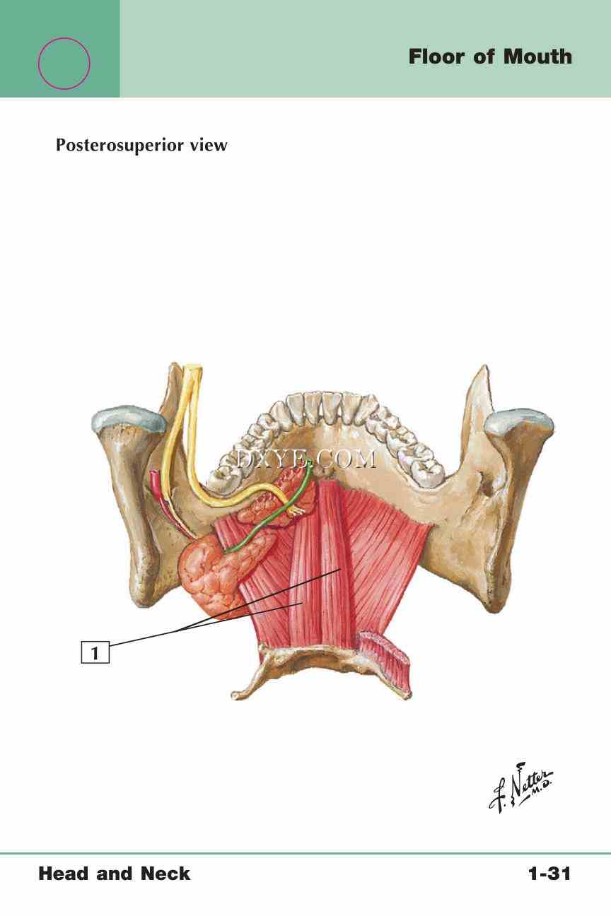 Netter's Anatomy Flash Cards, 4th Edition_69.jpg