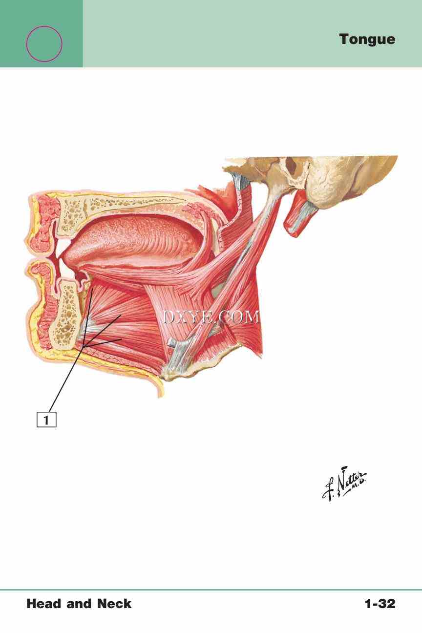 Netter's Anatomy Flash Cards, 4th Edition_71.jpg