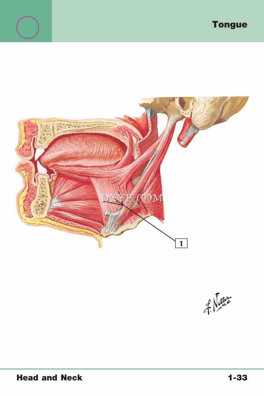 Netter's Anatomy Flash Cards, 4th Edition_73.jpg