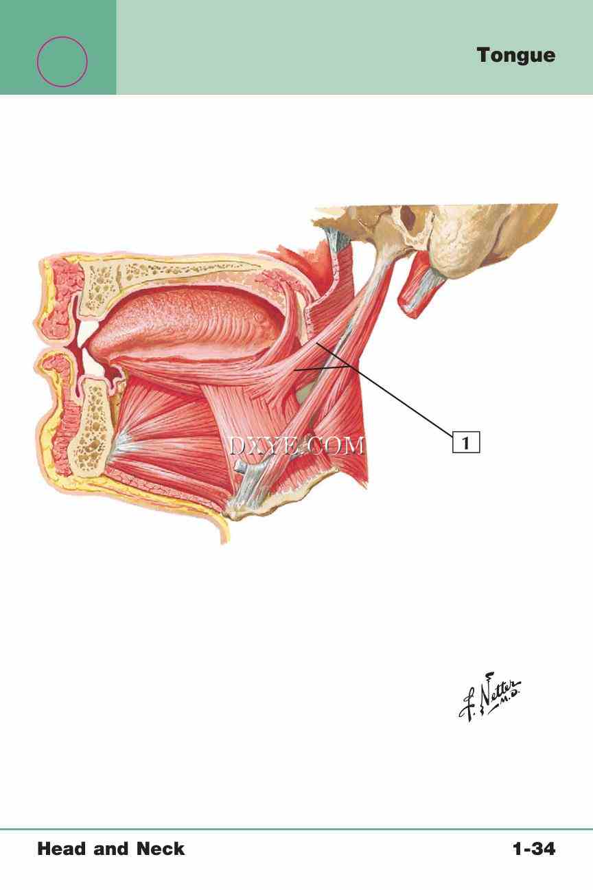 Netter's Anatomy Flash Cards, 4th Edition_75.jpg