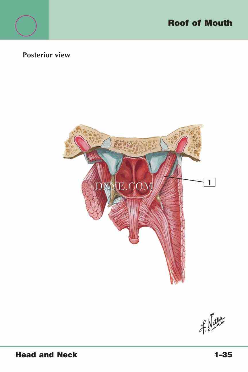 Netter's Anatomy Flash Cards, 4th Edition_77.jpg