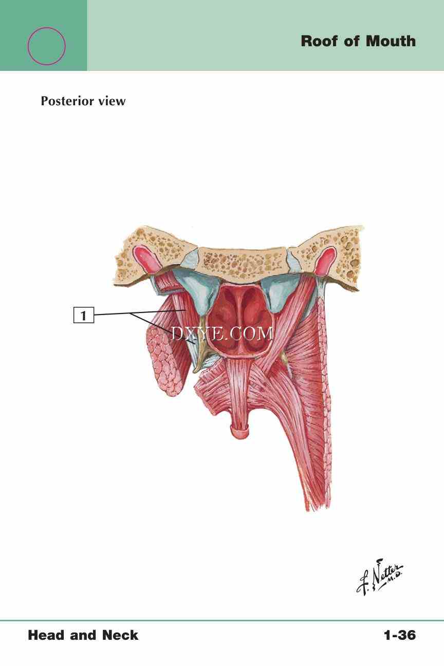 Netter's Anatomy Flash Cards, 4th Edition_79.jpg