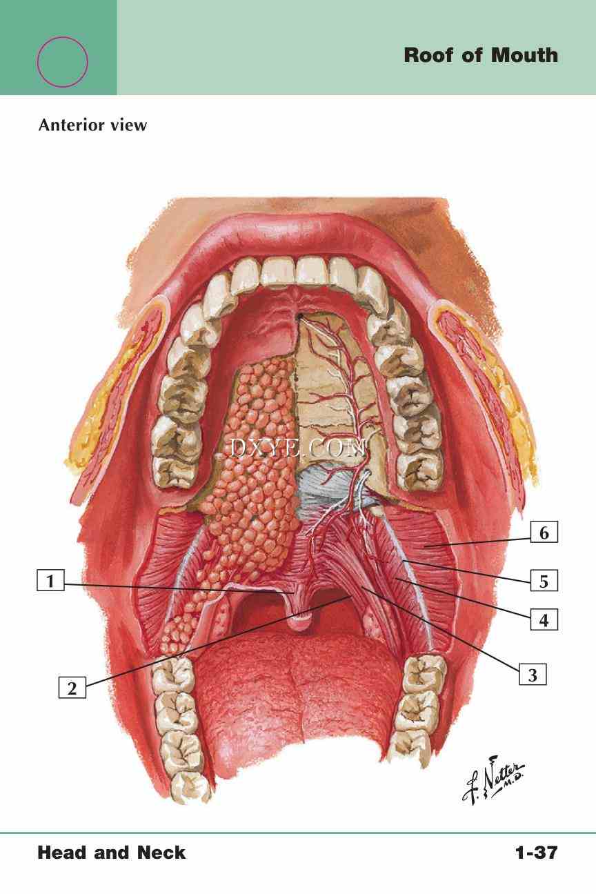 Netter's Anatomy Flash Cards, 4th Edition_81.jpg