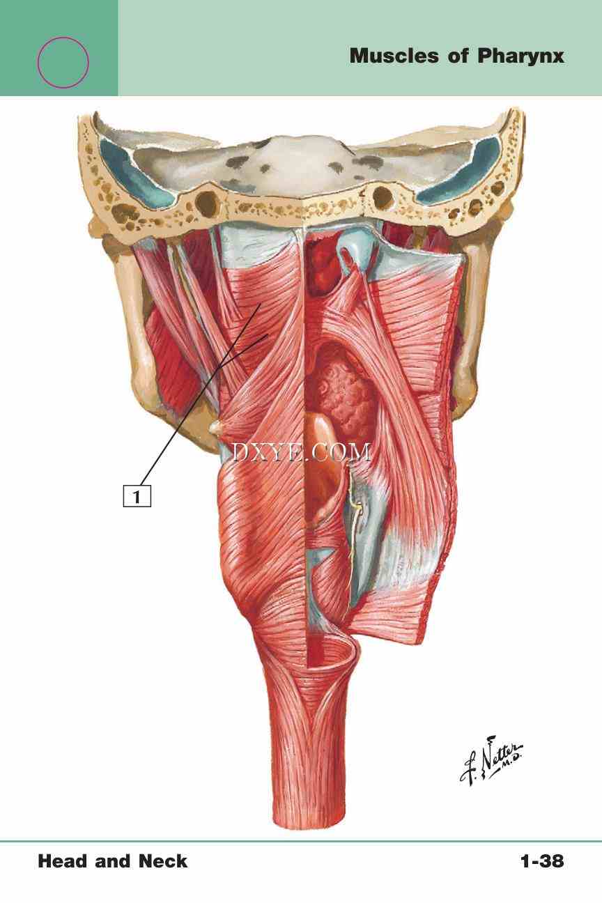 Netter's Anatomy Flash Cards, 4th Edition_83.jpg