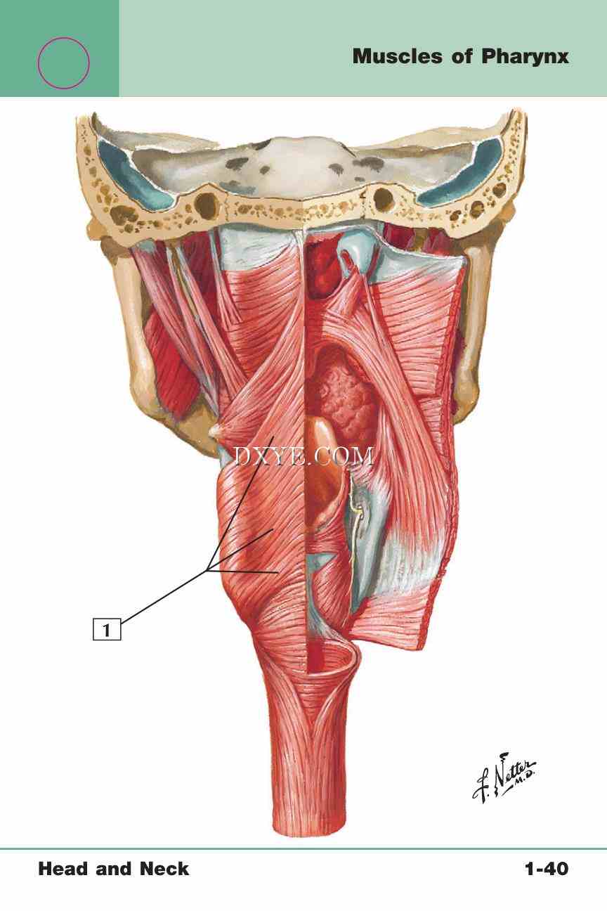 Netter's Anatomy Flash Cards, 4th Edition_87.jpg