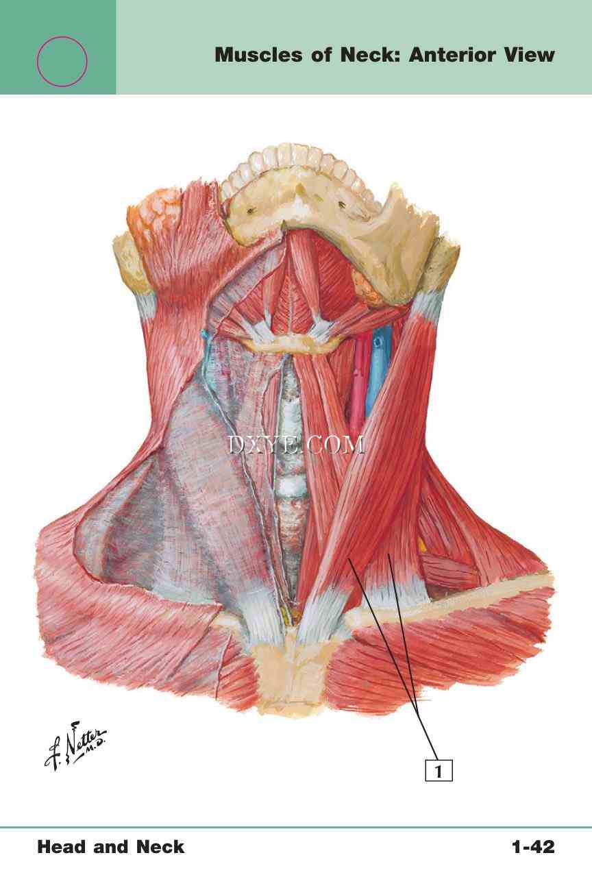 Netter's Anatomy Flash Cards, 4th Edition_91.jpg