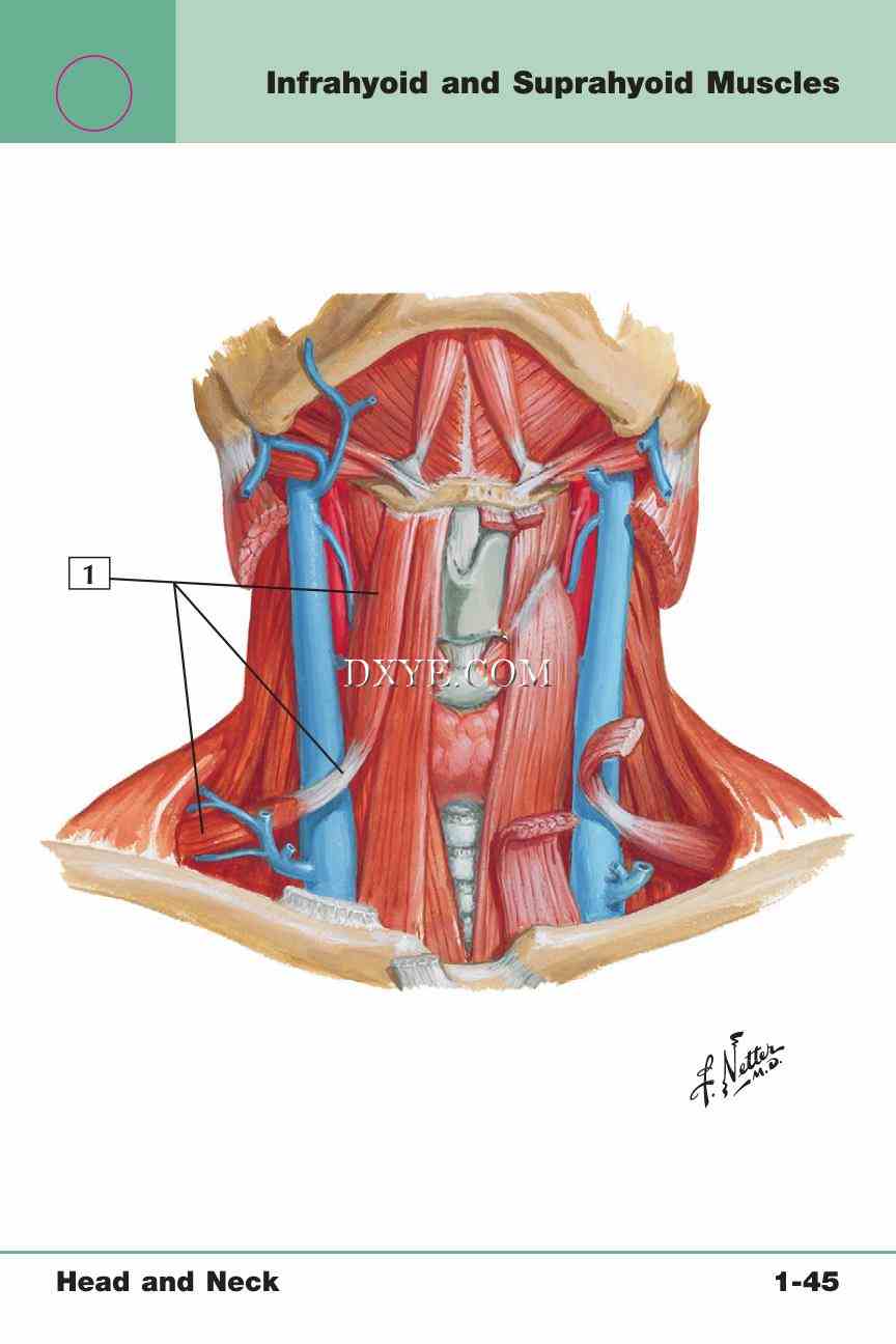 Netter's Anatomy Flash Cards, 4th Edition_97.jpg