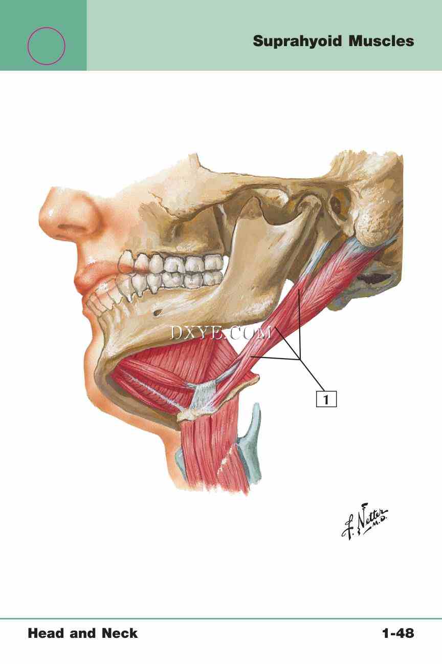 Netter's Anatomy Flash Cards, 4th Edition_103.jpg