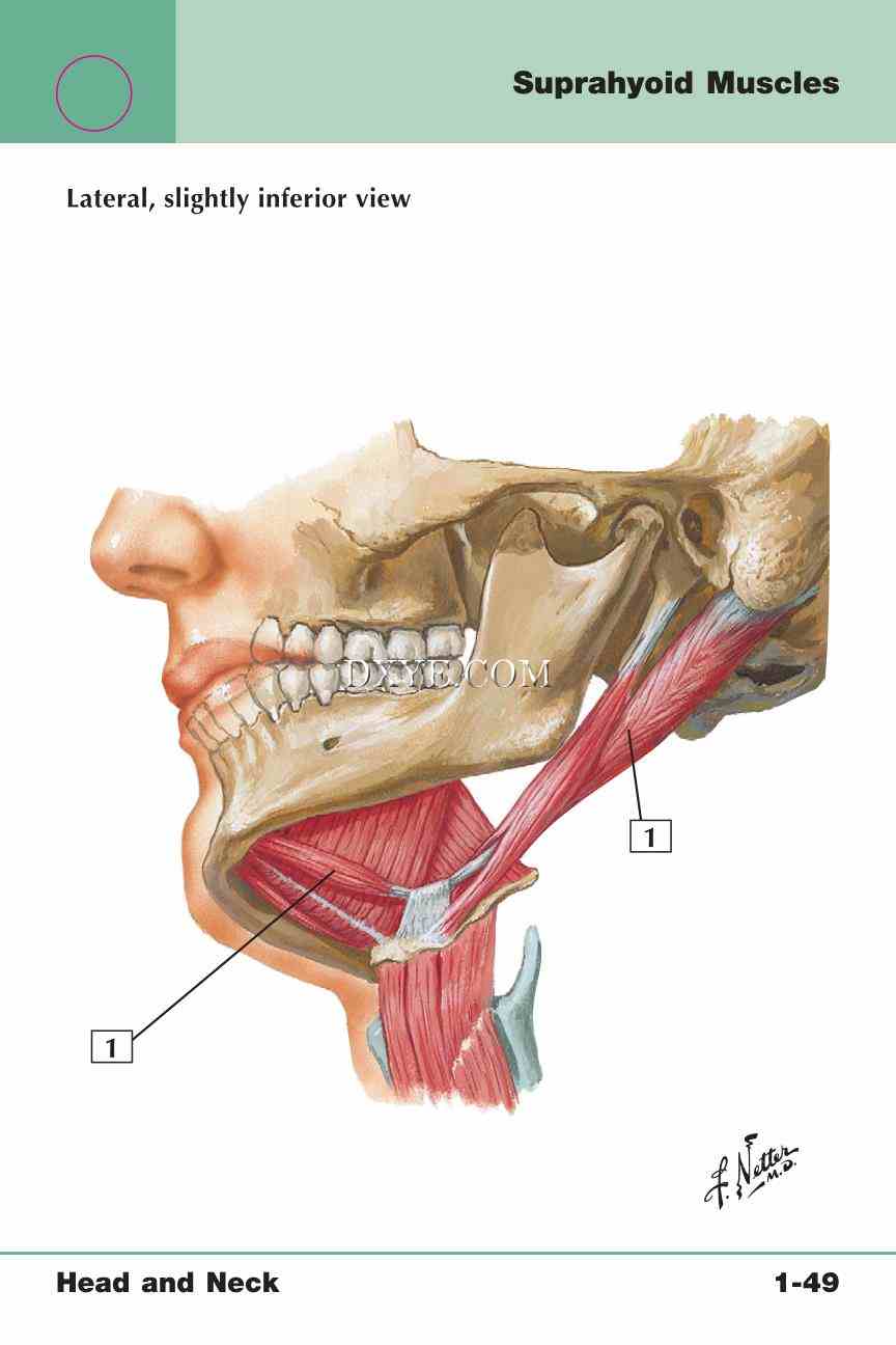 Netter's Anatomy Flash Cards, 4th Edition_105.jpg