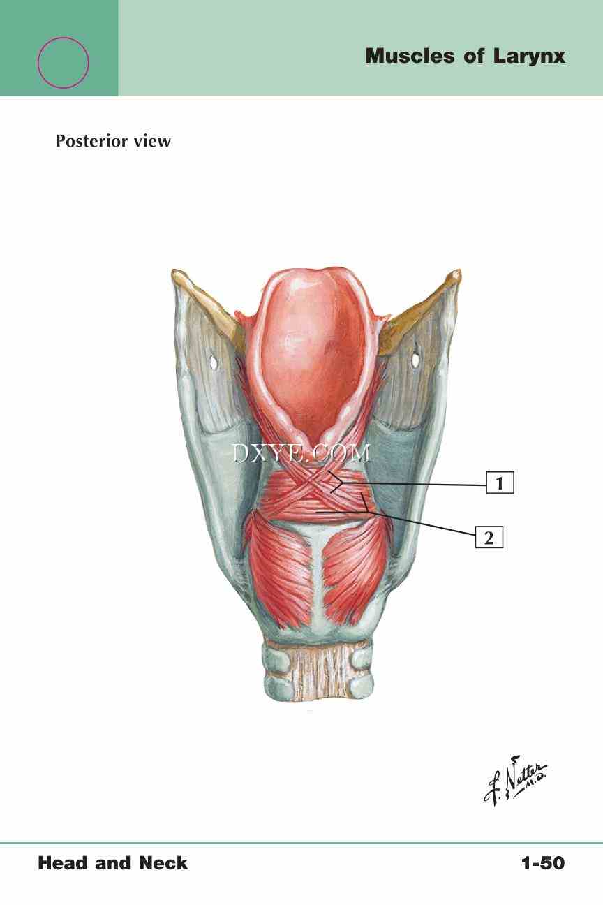 Netter's Anatomy Flash Cards, 4th Edition_107.jpg