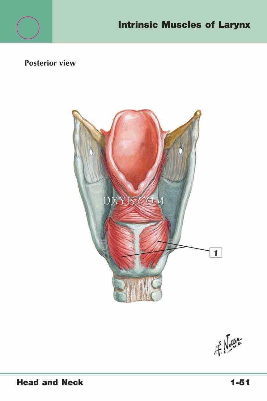 Netter's Anatomy Flash Cards, 4th Edition_109.jpg