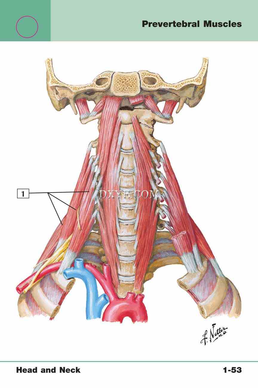 Netter's Anatomy Flash Cards, 4th Edition_113.jpg